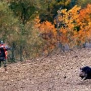 Battuta di caccia al cinghiale 
